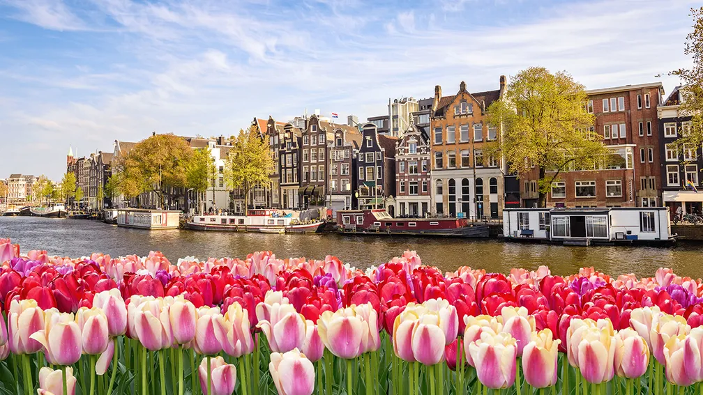 Lalele colorate în orașul Amsterdam în Olanda, în primăvară.