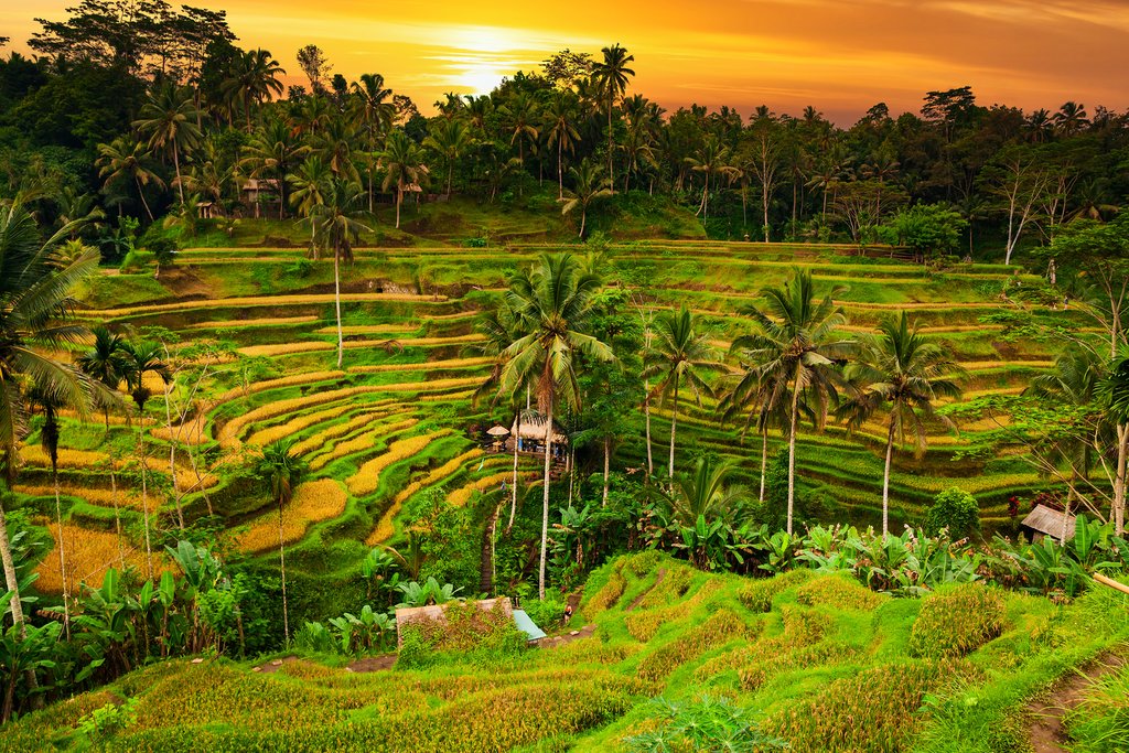 Dealuri cu vegetație primăvăratecă  în destinația Bali, Ubud.