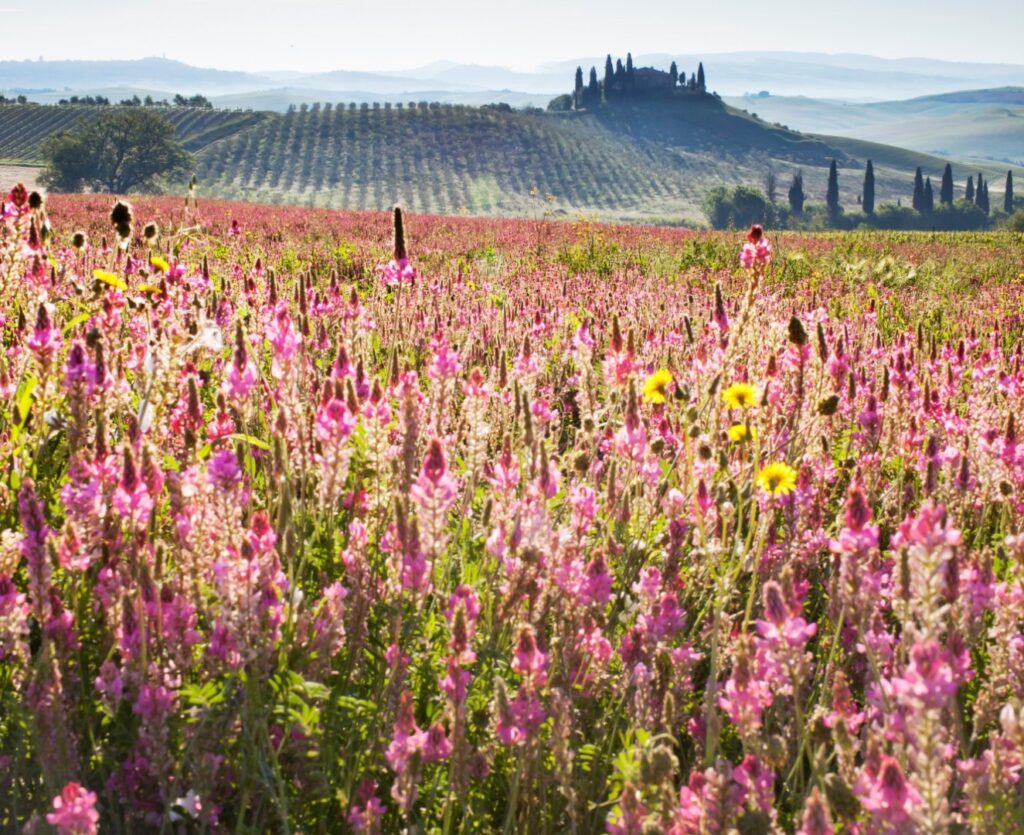 Destinație de vis cu dealuri pline de flori primăvăratice în Toscana, Italia.